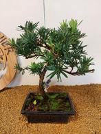 Boeddha-den bonsai (Podocarpus macrophyllus) - Hoogte