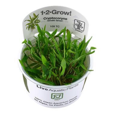 Tropica Cryptocoryne wendtii Green 1-2-grow! (easy), Dieren en Toebehoren, Vissen | Aquaria en Toebehoren, Nieuw, Verzenden