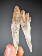 Molar tand van Basilosaurus - Fossiele tand - Basilosaurus