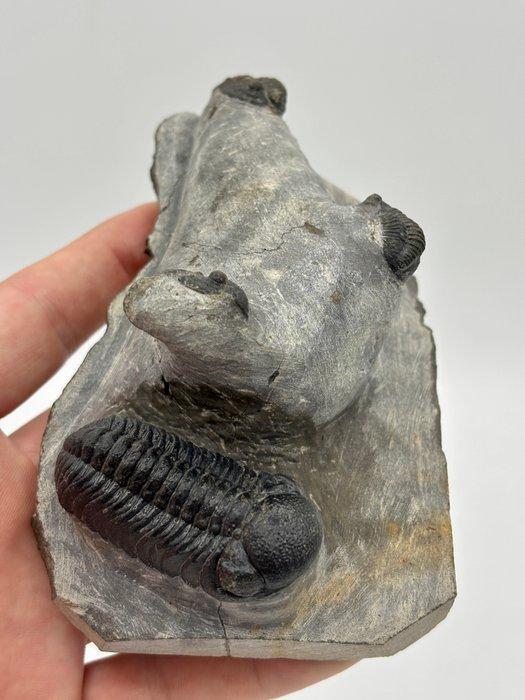 rare piece of matrix with 4 trilobites! - Fossiele, Collections, Minéraux & Fossiles