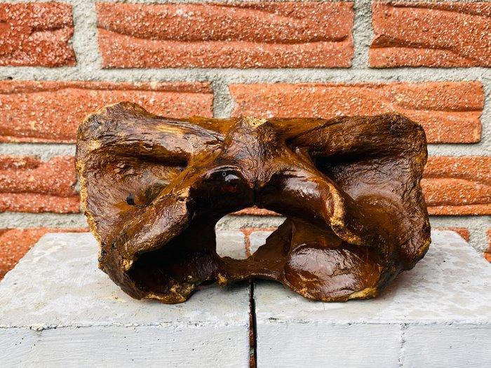 steppewisent - Fossiel wervelbot - Bison priscus - 12 cm -, Verzamelen, Mineralen en Fossielen