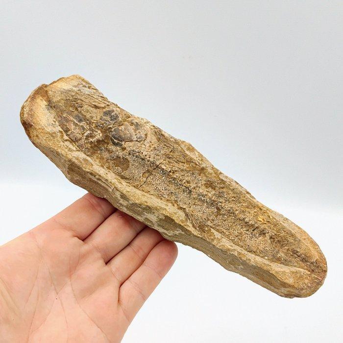 Asiático occidental Grès Plaque — fragment de perle fossile, Antiquités & Art, Antiquités | Autres Antiquités