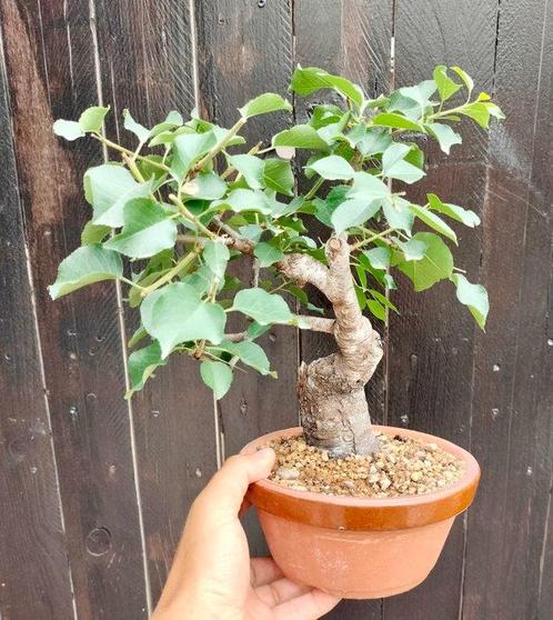 Bonsaï déglantier sauvage (Prunus mahaleb) - Hauteur, Antiek en Kunst, Curiosa en Brocante
