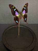 Vlinder Taxidermie volledige montage - Graphium Weiskei - 18