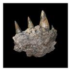 Crocodylus Ossifragus - Fossiel fragment - 14 cm - 9 cm, Verzamelen