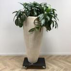 Tweedehands Plantenbak met kamerplant, hoogte 188 cm, Huis en Inrichting, Kamerplanten