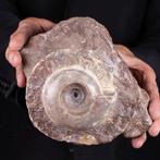 Prachtig fossiel van Metalegoceras - Gefossiliseerd dier -