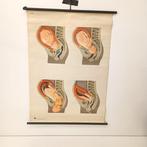 Deutsches Hygiene Museum Dresden - Anatomische wandkaart -, Antiek en Kunst