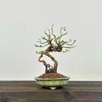Églantier du Japon - Hauteur (arbre) : 24 cm - Profondeur