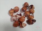 Rufogaster Landsnail 15 stuks 4cm spits Landslak, Nieuw