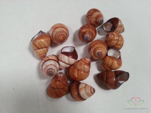Rufogaster Landsnail 15 stuks 4cm spits Landslak, Hobby en Vrije tijd, Knutselen, Nieuw