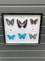 Vlinder Taxidermie volledige montage - Morphidae - 44 cm -, Verzamelen, Nieuw