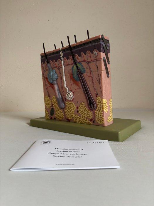 Anatomisch model - somsoplast - 2010-2020 - Somso huidmodel, Antiek en Kunst, Antiek | Wandborden en Tegels