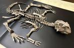 Fossiele matrix - Psittacosaurus