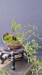 rosier nain japonais - Hauteur (arbre) : 30 cm - Profondeur, Antiek en Kunst