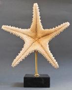 Zeester Taxidermie volledige montage - Pentaceraster