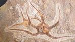 Een plaat van fossielen van Ophiuroidea (zeester) -, Verzamelen
