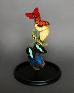 Vlinder Taxidermie volledige montage - phoebis philea/, Verzamelen, Nieuw