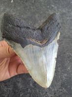 Megalodon - Fossiele tand - Otodus (Carcharocles) megalodon, Verzamelen