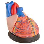 Anatomisch model hart, drie keer levensgrote ST-ATM 73, Verzenden