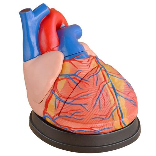 Anatomisch model hart, drie keer levensgrote ST-ATM 73, Divers, Matériel Infirmier, Envoi