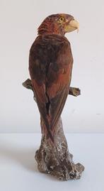 Dusky Lory - vintage beugel Taxidermie volledige montage -, Verzamelen, Dierenverzamelingen, Nieuw
