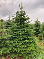 Nordman en Omorika  te Riemst (Limburg), Tuin en Terras, Planten | Bomen, Ophalen, Overige soorten, 100 tot 250 cm