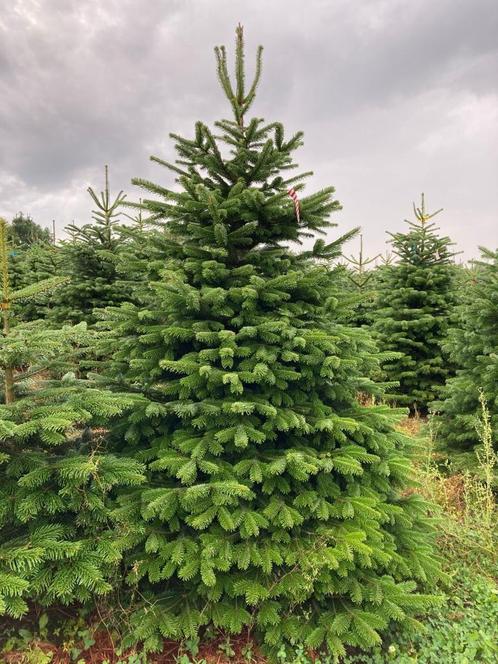 Nordman en Omorika  te Riemst (Limburg), Tuin en Terras, Planten | Bomen, Overige soorten, 100 tot 250 cm, Ophalen