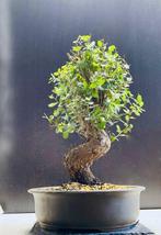 Oak bonsai (Quercus) - Hoogte (boom): 52 cm - Diepte (boom):, Antiquités & Art