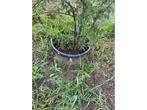 Zelhovia Serrata Meerstammig - Sierboom, Tuin en Terras, Planten | Bomen