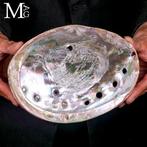 Schelp - Haliotis rufescens - Grote parelmoerschelp -, Verzamelen, Nieuw