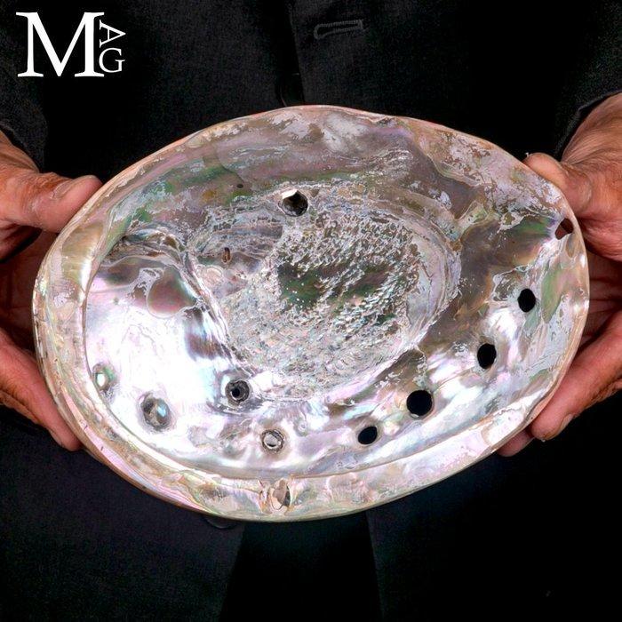 Schelp - Haliotis rufescens - Grote parelmoerschelp -, Verzamelen, Dierenverzamelingen