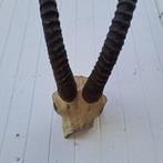 Zwarte hippotrague Hoorns - Hippitragus niger - Antik, Verzamelen, Nieuw
