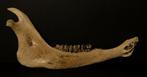 Bizon kaak - Fossiel onderkaakbot - Bison Priscus - 48 cm, Collections