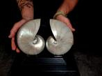 Nautilus in doorsnede perlat Taxidermie volledige montage -