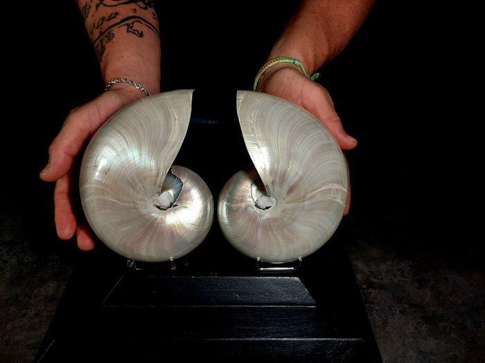Nautilus in doorsnede perlat Taxidermie volledige montage -, Antiek en Kunst, Curiosa en Brocante