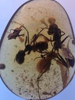 Birmese barnsteen - Barnsteen