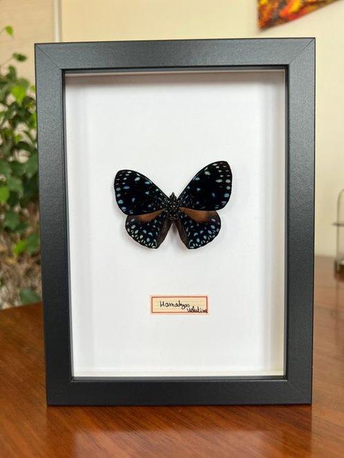 Vlinder Taxidermie volledige montage - hamadaryas - 18 cm -, Verzamelen, Dierenverzamelingen