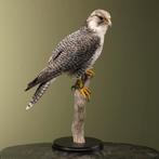 Hybride Valk Taxidermie Opgezette Dieren By Max, Ophalen of Verzenden, Nieuw, Vogel, Opgezet dier