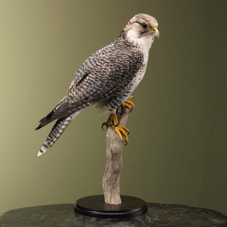 Hybride Valk Taxidermie Opgezette Dieren By Max, Verzamelen, Dierenverzamelingen, Opgezet dier, Nieuw, Vogel, Ophalen of Verzenden