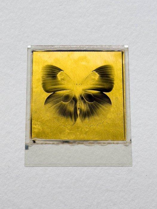 christof rene schmidt - Butterfly, Antiquités & Art, Art | Objets design