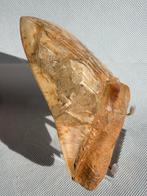 Megalodon - Fossiele tand - Carcharocles megalodon - 12.8 cm, Verzamelen, Mineralen en Fossielen