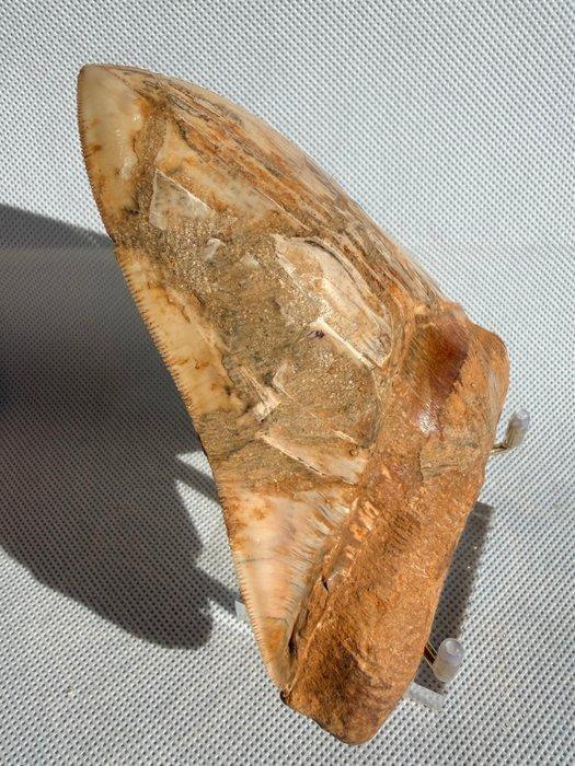 Megalodon - Fossiele tand - Carcharocles megalodon - 12.8 cm, Verzamelen, Mineralen en Fossielen