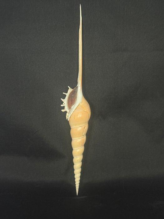 Zeeslak Zeeschelp - M-967 TIBIA FUSUS (Zonder Minimumprijs), Verzamelen, Dierenverzamelingen