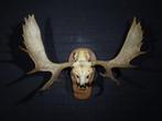 Très grand wapiti/élan du Nord Crâne - Alces alces - 45 cm -, Nieuw