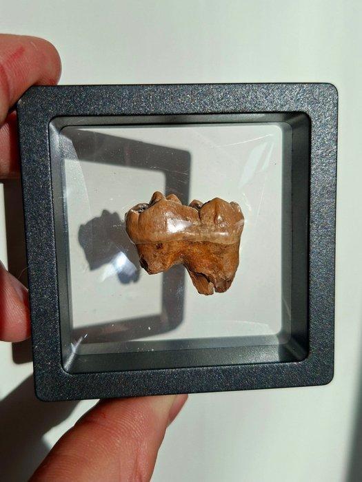 Holenbeer - Fossiele kies - Ursus spelaeus (Zonder, Verzamelen, Mineralen en Fossielen