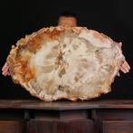 Grote fossielplak van gesilicifieerd hout - Hoogte: 740 mm -, Verzamelen, Mineralen en Fossielen