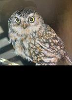 Franz Trümper (1941-2021) - Uil