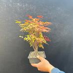 Bonsaï de Nandina - Hauteur (arbre) : 32 cm - Profondeur