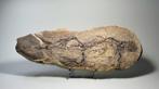 Prachtig fossiel reptiel - Barasaurus besairiei
